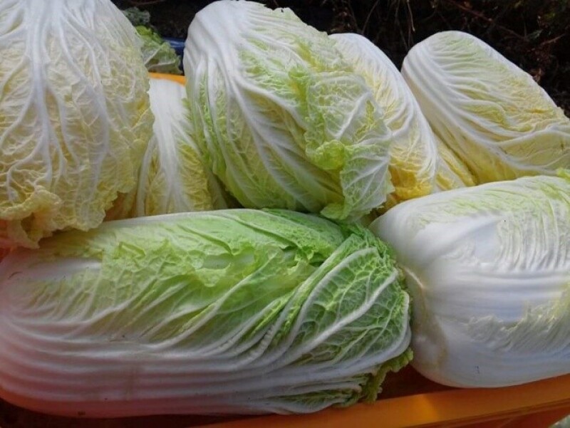 세척들깨, 서리태, 노랭이배추, 콩, 잎플로, 잎플로 서각마을, 들깨, 배추, 고랭지, 검은콩, 서각마을, 국내산, 김장배추, 김장,콩국수, 참기름, 들기름, 친환경